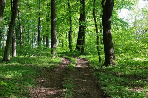 Orman yolu, genç yeşil yaprakların arasından süzülen parlak güneş ışığıyla yıkanan uzun ağaçlar arasında çatallanıyor. Bahar ormanının sakin atmosferi yürüyüş ve doğal güzelliğin tadını çıkarmaya davet ediyor..