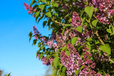 Yumuşak pembe bir rengin gür leylak rengi yeşil yapraklarla çevrili açık mavi bir gökyüzüne karşı çiçek açar ve havayı bahar kokusuyla doldurur..