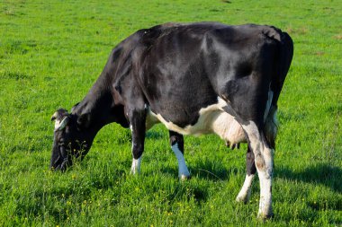 Siyah ve beyaz bir inek, yeşil bir çayırda, parlak güneş ışığı altında, küçük sarı çiçeklerin arasında huzur içinde otluyor..
