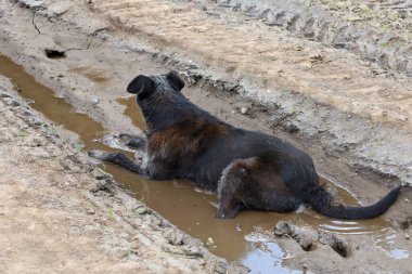 Siyah ve gri melez köpek derin lastik izleri olan toprak bir yolda uzun çamurlu bir su birikintisinde yatıyor. Hayvan, kırsal kesimde sıcak bir günde suda serinlik arar..