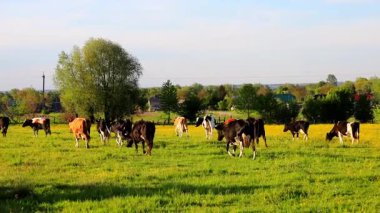 Büyük bir inek sürüsü, bilinmeyen bir yöne doğru, yeşil otlaktan yavaşça ayrılır. Ölçülü adımları bir sükunet hissi yaratıyor ve günün sonunda doğanın kucağında. Kırsal hayatın akşam rutini.