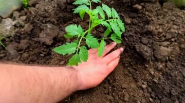 Şefkatli eller, hazır bir deliğe genç bir domates filizini nazikçe yerleştirir. Her hareket, gelecekteki sulu meyve hasadı için umutla doludur. Bahçede yeni bir hayatın doğuşu, işçilik ve beklenti..