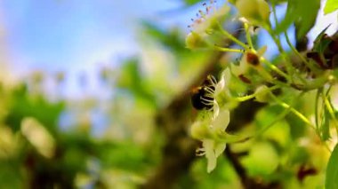 Çiçekler arasında ustalıkla manevra yapan bir arı, rüzgarın narin yaprakları sallamasına rağmen nektar topluyor. Bahar elementlerindeki doğal esneklik ve çalışkanlık.