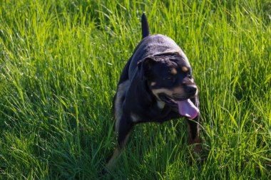 Kahverengi işaretli büyük siyah bir Rottweiler köpeği uzun yeşil çimlerin üzerinde duruyor, pembe dili sıcaktan dışarı sarkan.