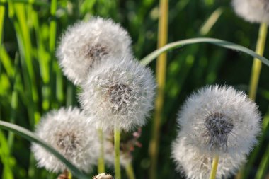 Birkaç tüylü beyaz karahindiba, sıcak güneş ışığı altında parlak yeşil otların arka planında kayboluyor..