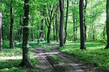 Lastik izleriyle dolu bir orman yolu sık yeşil bir ormanın içinden geçer. Uzun ağaçlar gölge yaratır ve güneş ışığı yaprakların arasından süzülür..