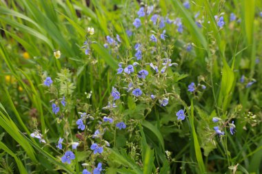 Ukrayna 'daki bir bahar açıklığında yemyeşil çimenler arasında Alman hız kuyusunun narin mavi çiçekleri çiçek açtı. Küçük çiçekler böcekleri çeker, doğanın uyanışını hissettirir..
