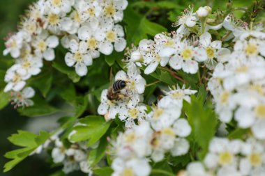 Arı özenle yeşil yaprakların arasında sarı merkezli sayısız beyaz dikenli çiçeklerden polen toplar. Güneş ışığı, Ukrayna 'nın bahçesindeki bahar çiçeklerini aydınlatır ve tozlaşmanın önemini vurgular..