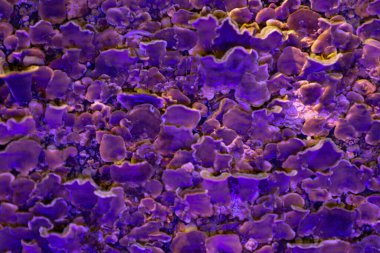 Mor kahverengi kaplama Montipora mercanları yoğun bir şekilde yüzeyi kaplayarak Ukrayna 'daki bir akvaryumun yapay aydınlatması altında zengin bir doku oluşturur. Bir su altı güzelliği hissi ve deniz yaşamının çeşitliliği hissedilmektedir..