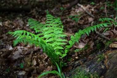 Parlak yeşil eğreltiotu, orman zemininde, düşen yaprakların ve yosun kaplı ağaçların arasında yetişir. Güneş ışığı, Ukrayna 'daki ormanın nemli ortamını aydınlatarak tacı delip geçer..