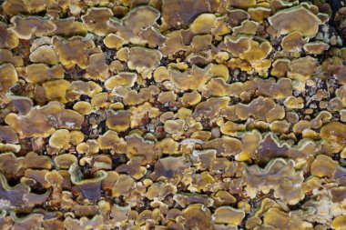 Akvaryumda düz olmayan dalgalı kenarlı sarı-kahverengi kaplama mercan kümesi. Yapay ışıklandırma Ukrayna 'daki deniz omurgasızlarının karmaşık dokusunu ve çeşitli şekillerini vurgular.