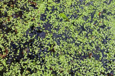 Durgun suyun yüzeyi yoğun bir yeşil ördek yosunuyla kaplıdır ve bunların arasında düşen yapraklar ve küçük enkazlar yüzer..