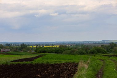 Yeşil tarlaları olan kırsal bir arazi, koyu tarım arazileri, gri bulutlu bir gökyüzünün altında sarı çiçek açan kolza tohumu tarlaları..