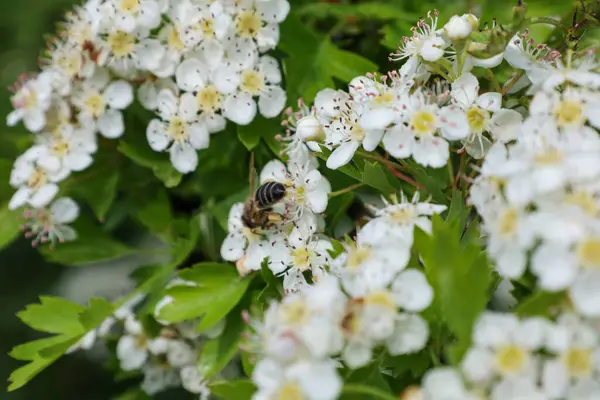 Arı özenle yeşil yaprakların arasında sarı merkezli sayısız beyaz dikenli çiçeklerden polen toplar. Güneş ışığı, Ukrayna 'nın bahçesindeki bahar çiçeklerini aydınlatır ve tozlaşmanın önemini vurgular..