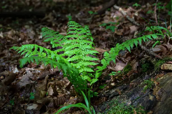 Parlak yeşil eğreltiotu, orman zemininde, düşen yaprakların ve yosun kaplı ağaçların arasında yetişir. Güneş ışığı, Ukrayna 'daki ormanın nemli ortamını aydınlatarak tacı delip geçer..