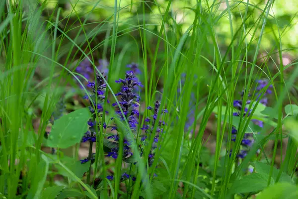 Yoğun yeşil çimenler arasında mavi borazan çiçeklerinin dikey infloresanları görülebilir. Güneş ışığı yaprakların arasından geçer, Ukrayna 'daki bir bahar ormanını aydınlatır..
