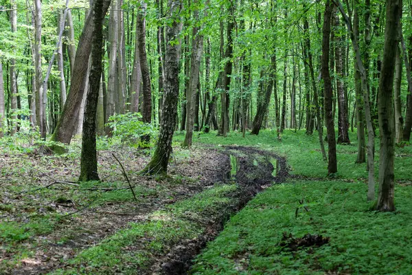 Çamurlu suyla dolu derin tekdüzelikleri olan bozuk bir orman yolu uzun ağaçlar ve taze otlarla dolu yoğun yeşil bir ormandan geçer..