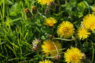 Parlak sarı karahindiba çiçekleri yemyeşil çimenlerin arasında, sıcak güneş ışığıyla aydınlatılıyor. Bahar havası ve doğanın uyanışı..