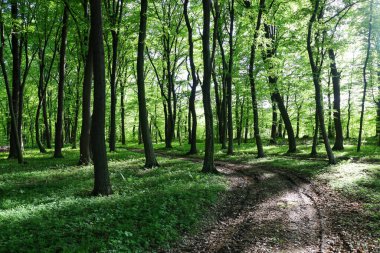 Dolambaçlı bir yol, sık, yeşil bir ormanın içinden geçer. Uzun ağaçlar, güneş ışığı yaprakların arasından süzülür ve gölgeler yaratır..