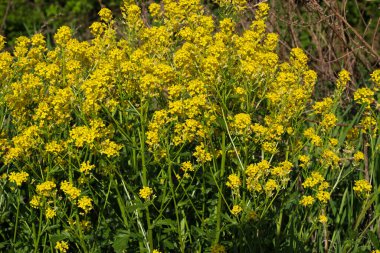 Küçük sarı çiçekler açan, muhtemelen kolza tohumu, yeşil yapraklı, bulanık bir bitki örtüsü..