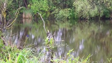 Swift kırlangıçlar, kıyı ağaçlarının dallarına konforlu, sakin bir göletin yanında toplandı. Onların cıvıltıları havayı bahar tazeliği ile dolduruyor, doğal bir uyum ortamı yaratıyor..