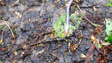 Yağmurdan sonra nemli toprak bir solucan yuvası haline gelir, yavaşça sürünerek ardında karakteristik bir yapışkan iz bırakır. Gezici bedeni yüzeyi keşfeder ve toprak havacılığının önemli işlevini yerine getirir..