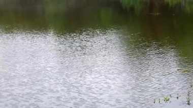 Hafif bir esinti, sakin bir göletin yüzeyine şakacı bir şekilde dokunur, hafif dalgalar yaratır ve güneş ışığının parıldayan yansımalarını yaratır. Suyun pürüzsüz yüzeyi rüzgarın esintisi altında canlanır, eşsiz desenler çizer..