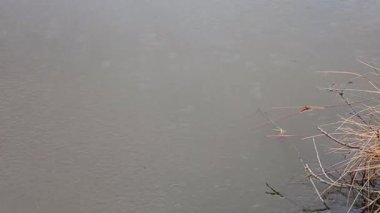 Yağmur damlaları ritmik olarak bir göletin sakin yüzeyine düşer ve suda dalgalanmalar yaratır. Bu meteorolojik fenomen meditasyon atmosferi yaratır..