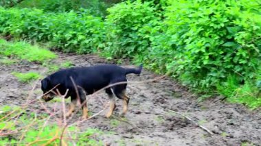 Siyah, kül renkli bir köpek yağmurda toprak yolda neşeyle koşar. Damlacıklar kürklerine düşer ve ıslak bir parıltı oluşturur..