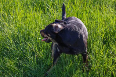 Kahverengi işaretli siyah köpek yeşil çimlerin arasında koşuyor, dili dışarı çıkıyor. Dışarıdaki hayvanın hareketini ve enerjisini gösteren dinamik bir sahne..
