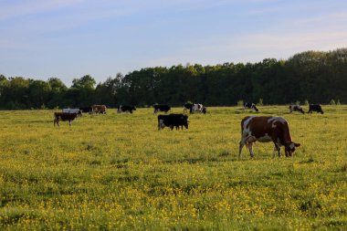 Güneşli bir günde yeşil bir çayırda iki farklı renkte inek duruyor. Arka planda yeşil ağaçlar görünür..