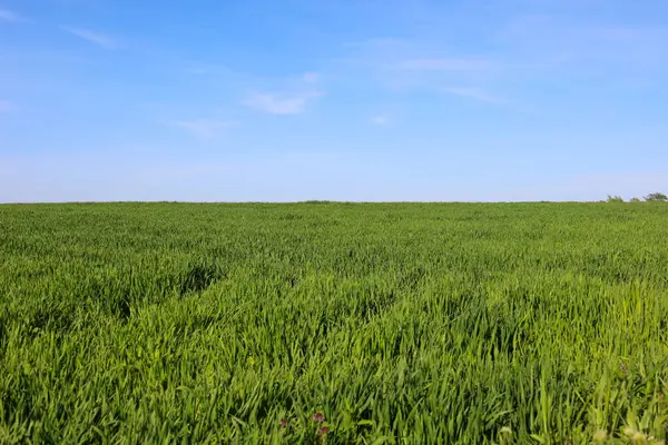 Açık mavi gökyüzünün altında parlak yeşil çimenlerin oluşturduğu uçsuz bucaksız bir alan ışık bulutlarıyla ufka kadar uzanıyor. Güneşli bir günde huzurlu bir kırsal alan..