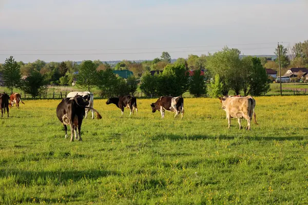 Bir inek sürüsü mavi bir gökyüzünün altında sarı çiçeklerle yeşil bir çayırda otluyor..