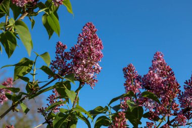 Mavi gökyüzüne karşı pembe çiçeklerle çiçek açan leylak. Bahar manzarası, duyarlılık ve doğanın güzelliği..
