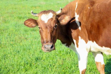 Kafasında beyaz bir leke olan kahverengi inek yeşil bir çayırda otluyor. Güneşli bir günde özgürce otlayan çiftlik hayvanı..