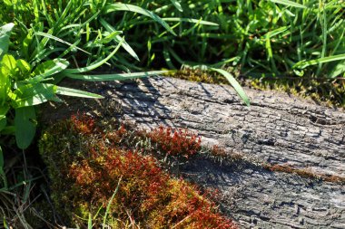 Renkli yosunlar yeşil çimlerin yanında eski bir ahşap kütükte büyümüş. Güneş ışığındaki doğal ahşap, yosun ve ot dokusu.