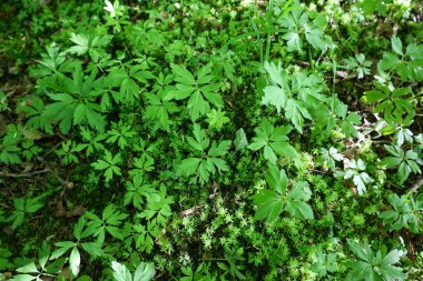 Virginia Waterleaf 'in parlak yeşil yaprakları orman zeminini kaplıyor, yosun ve diğer küçük bitkilerle iç içe. Doğal orman zemini güneş ışığıyla kaplanır..