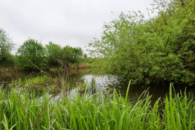 Yeşil ağaçları ve gri gökyüzünü yansıtan sakin bir gölet. Kıyı bitkileri, sazlıklar ve bulutlu bir günde sakin bir su yüzeyi..