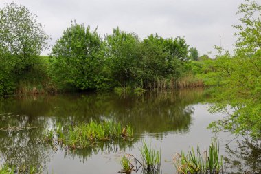 Yeşil ağaçlar ve otlar bulutlu gri bir gökyüzünün altındaki göletin sakin suyuna yansıyor. Sahil bitki örtüsü ve sakin bir su yüzeyi barışçıl bir atmosfer yaratır..