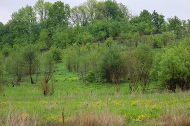 Çeşitli ağaçlar ve otlarla kaplı yeşil bir tepe gri bir gökyüzünün altında ufka kadar uzanıyor. Değişik otlar ve taze yeşilliklerle dolu huzurlu bir yaz manzarası..