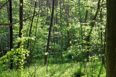 Güneş ışığı ormandaki ağaçların yoğun yapraklarının arasından geçer, yeşil çimenler ve ağaç gövdeleri üzerinde bir ışık ve gölge oyunu yaratır. Genç filizler ve yapraklar görünür.