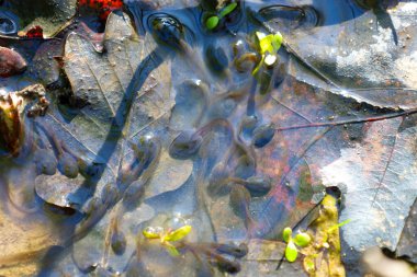 Bir grup küçük kurbağa yavrusu, düşen yapraklarla çevrili sığ sularda yüzer. Temiz su onların küçük vücutlarını ve iribaşlarını net bir şekilde görmemi sağlıyor..