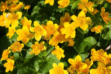 Yakından bakınca yemyeşil yaprakların arasında yoğun bir şekilde açan canlı sarı kadife çiçekleri görülüyor. Çiçekler tamamen açık, altın taç yapraklarını ve merkezlerini sergiliyorlar..