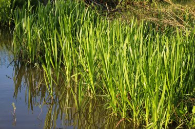 Ufukta çimen uzanan yeşil bir alan. Tarlada bir patika var, ve tahta direkler sağda görünüyor..
