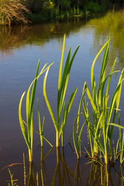 Bitkilerin yeşil, keskin kökleri durgun sudan yükselir, ışığı yansıtır. Arka planda bulanık kıyı şeridi bitki örtüsü ve gökyüzü yansımaları görülebilir.