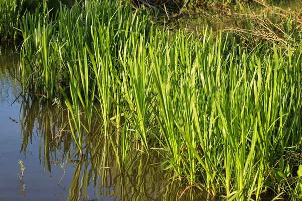 Ufukta çimen uzanan yeşil bir alan. Tarlada bir patika var, ve tahta direkler sağda görünüyor..