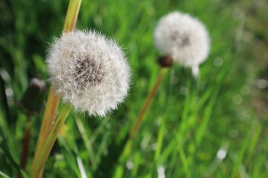 Görüntü iki karahindibanın yakın çekimini gösteriyor, biri odak noktasında, diğeri de arka planda bulanık. Yeşil çimenler çiçekleri sarıyor.