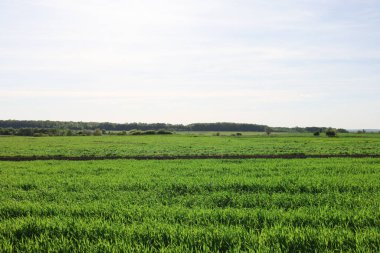 Yeşil alan ufuktaki ağaçlara kadar uzanır parlak bir gökyüzünün altında..