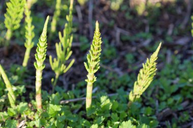 Equisetum 'un yeşil filizleri toprak ve genç yeşilliklerin arka planına karşı yükseliyor.