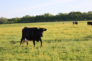 Siyah bir inek sarı çiçeklerle yeşil bir çayırda otluyor..